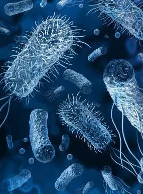 Body cells overview